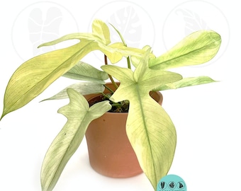 Philodendron Florida Ghost Mint "Rare Plant" : Easy Care Houseplant - Starter Plant ,Live Indoor, Easy to Grow - Beginner Plant