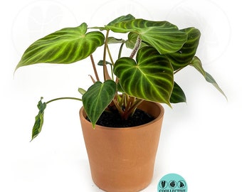 Philodendron Verrucosum :  Indoor Plants - Easy Care Houseplant - Starter Plant ,Live Indoor, Easy to Grow - Beginner Plant