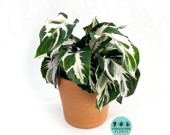 Calathea Stella :  Indoor Plants - Easy Care Houseplant - Starter Plant ,Live Indoor, Easy to Grow - Beginner Plant