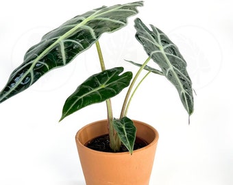 Alocasia Polly (African Mask) : Indoor Plants - Easy Care Houseplant - Starter Plant ,Live Indoor, Easy to Grow - Beginner Plant