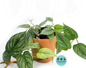 Philodendron Sodiroi :  Indoor Plants - Easy Care Houseplant - Starter Plant ,Live Indoor, Easy to Grow - Beginner Plant