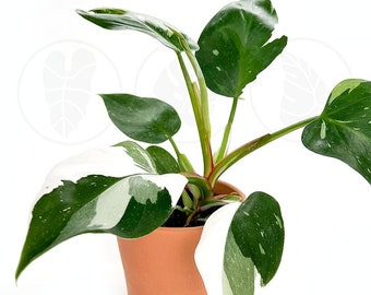 Philodendron White Princess : Indoor Plants - Easy Care Houseplant - Starter Plant ,Live Indoor, Easy to Grow - Beginner Plant