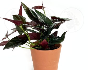 Syngonium Erythrophyllum "Red Arrow" : Indoor Plants - Easy Care Houseplant - Starter Plant ,Live Indoor, Easy to Grow - Beginner Plant