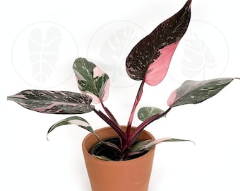 Philodendron Pink Princess Marble "High pink color" :Indoor Plants -Easy Care Houseplant - Starter Plant, Live, Easy to Grow-Beginner Plant