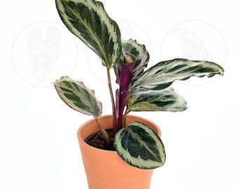 Calathea Shine Star: Live Indoor Houseplant  Easy Care Tropical Starter  Plant, Low Light Decorative Foliage for Beginners - Etsy