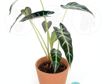 Alocasia Bambino Plant: Easy Care Beginner Houseplant