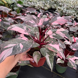 Philodendron Pink Princess Marble "High pink color" :Indoor Plants -Easy Care Houseplant - Starter Plant, Live, Easy to Grow-Beginner Plant