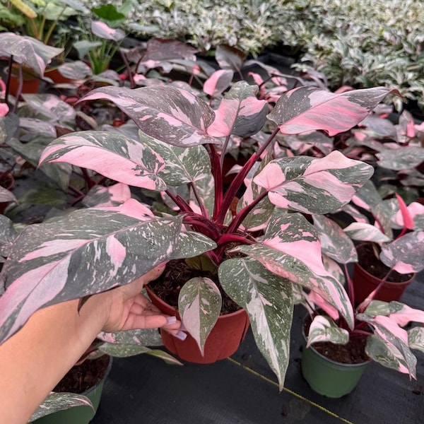 Philodendron Pink Princess Marble "High pink color" :Indoor Plants -Easy Care Houseplant - Starter Plant, Live, Easy to Grow-Beginner Plant