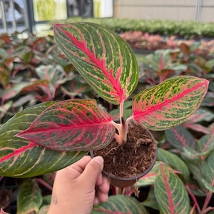 Aglaonema ‘Red Borju’ Live Plant | Rare Red-Foliage Chinese Evergreen Houseplant | Low-Light Tropical Indoor Plant for Home or Office Decor