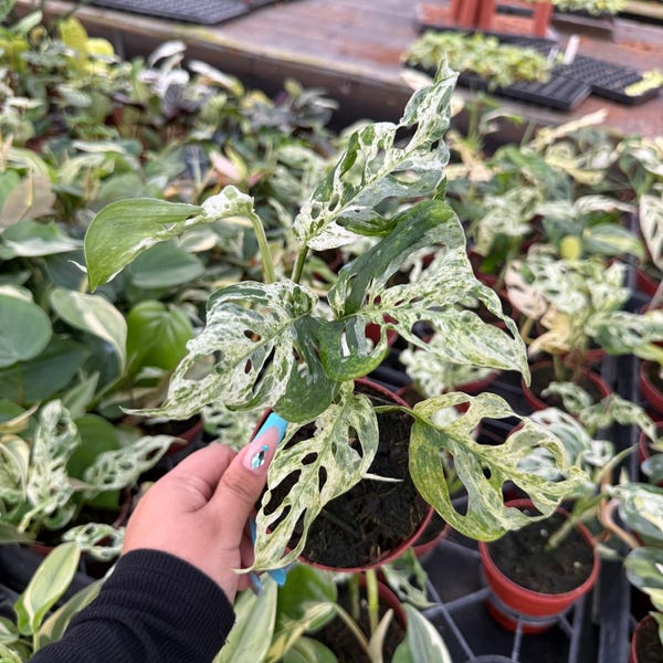 2" Monstera Adansonii Frozen Freckles Variegated – Rare Live Swiss Cheese Plant, Tropical Indoor Houseplant