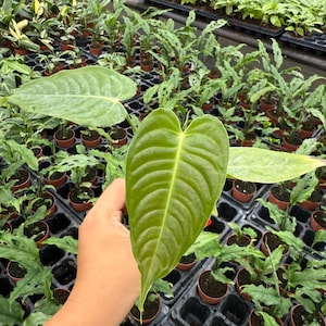 Rare 2 inch Anthurium Veitchii live plant tropical aroid houseplant with long velvety ribbed leaves perfect for collectors indoor décor desk plant and unique plant gifts