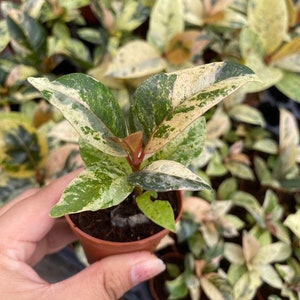 Ficus Shiveriana (Moonshine): Indoor Plants - Easy Care Houseplant - Starter Plant ,Live Indoor, Easy to Grow - Beginner Plant