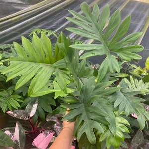 Philodendron Mayoi :  Indoor Plants - Easy Care Houseplant - Starter Plant ,Live Indoor, Easy to Grow - Beginner Plant