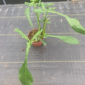 Pu&ograve; includere: Una pianta verde con foglie grandi e appuntite che cresce in un vaso marrone. La pianta &egrave; su una superficie nera.