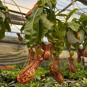 Nepenthes St Gaya &quot;Carnivorous Tropical Pitcher&quot;