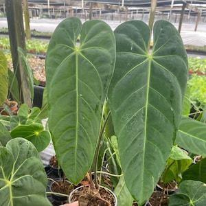 dracaena sanderiana lucky bamboo Lucky Bamboo Plant | Dracaena Sanderiana