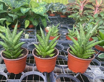 Sansevieria Black Castle / Sansevieria Thai Hybrid / the Lazy Elf