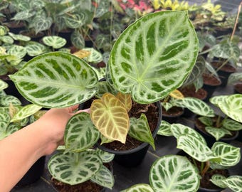 Anthurium (SKG Silver X Red Crystallinum) X Anthurium Dorayaki
