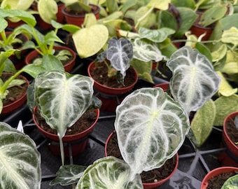 Alocasia ‘Venom’ Live Plant – Rare Tropical Elephant Ear, Bold Veined Indoor Houseplant, Collector Aroid