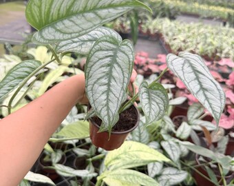 May include: A potted Monstera siltepecana plant featuring heart-shaped, pointed leaves with a distinct silvery-green variegation and dark green veining. The plant is housed in a small, brown plastic nursery pot filled with dark potting soil.