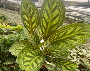 Calathea Flamestar : Indoor Plants - Easy Care Houseplant - Starter Plant ,Live Indoor, Easy to Grow - Beginner Plant