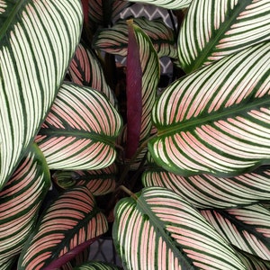 Calathea White star : Indoor Plants Easy Care Houseplant Starter Plant ,Live Indoor, Easy to Grow Beginner Plant image 5