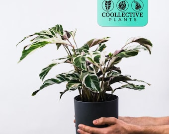 Calathea Fusion White – Live Variegated Tropical Plant for Home or Office – Beginner Friendly Indoor Houseplant with Bold Patterned Leaves