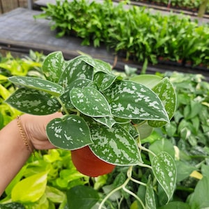 Pothos Satin Philly :  Indoor Plants - Easy Care Houseplant - Starter Plant ,Live Indoor, Easy to Grow - Beginner Plant