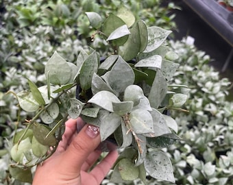 2&quot; Hoya Krohniana Eskimo