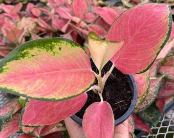 Aglaonema Pink Pearl :  Indoor Plants - Easy Care Houseplant - Starter Plant ,Live Indoor, Easy to Grow - Beginner Plant