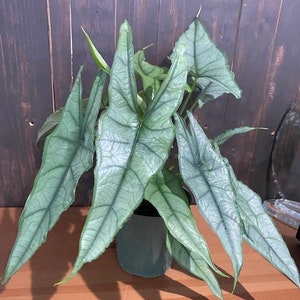 Alocasia Heterophylla Dragons Breath : Indoor Plants Easy Care Houseplant Starter Plant ,Live Indoor, Easy to Grow Beginner Plant 6" Pot inches