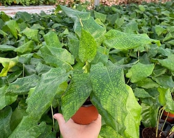 Calathea Musaica Network Plant - Easy Care Live Indoor Houseplant – Low Light Tropical Foliage, Beginner Friendly Starter Plant