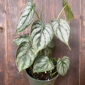 May include: A potted houseplant with large, heart-shaped leaves. The leaves are a mix of green and silver, with a textured pattern. The plant is in a green plastic pot, set against a wooden background. The plant is a decorative element.