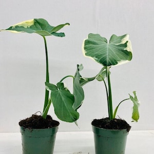 Alocasia Mickey mouse :  Indoor Plants - Easy Care Houseplant - Starter Plant ,Live Indoor, Easy to Grow - Beginner Plant