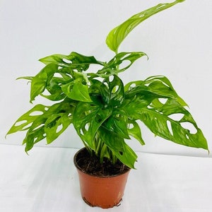 May include: A green Monstera adansonii plant with large, perforated leaves in a brown plastic pot.