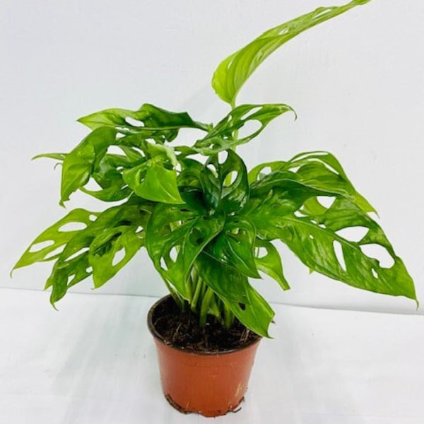 Monstera Swiss Cheese : Indoor Plants - Easy Care Houseplant -Starter Plant ,Live Indoor, Easy to Grow - Beginner Plant