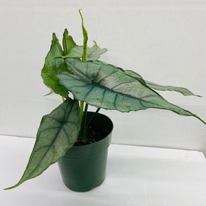 Alocasia Heterophylla Dragons Breath : Indoor Plants Easy Care Houseplant Starter Plant ,Live Indoor, Easy to Grow Beginner Plant image 2