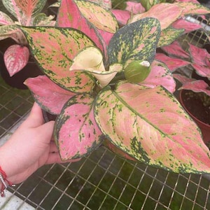 Rare Aglaonema Katrina – Live Chinese Evergreen Plant, Low Light