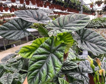 Alocasia Sinuata (Mirror face): Indoor Plants - Easy Care Houseplant - Starter Plant ,Live Indoor, Easy to Grow - Beginner Plant
