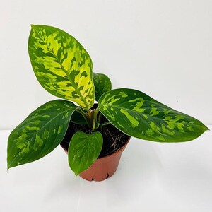 Homalonema Hoalisi/Camouflage: Plantas de interior - Planta de interior de fácil cuidado - Planta para principiantes, ideal para interiores, fácil de cultivar.