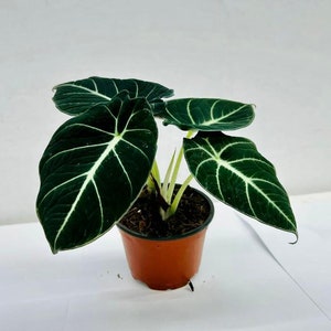 Alocasia Black Velvet : Indoor Plants - Easy Care Houseplant - Starter Plant ,Live Indoor, Easy to Grow - Beginner Plant