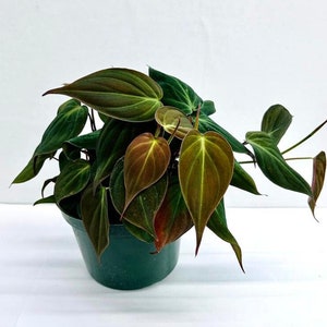 May include: A potted houseplant with dark green, velvety leaves. The leaves have a heart shape and are arranged in a lush, full growth pattern.