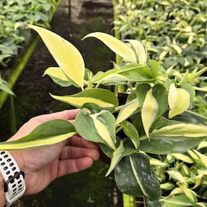 Philodendron Hederaceum Rio : Indoor Plants - Easy Care Houseplant - Live Indoor, Easy to Grow - Beginner Plant