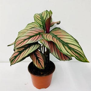 Calathea White star : Indoor Plants Easy Care Houseplant Starter Plant ,Live Indoor, Easy to Grow Beginner Plant image 2