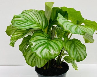 Calathea Orbifolia (Watermelon) : Indoor Plants - Easy Care Houseplant - Starter Plant ,Live Indoor, Easy to Grow - Beginner Plant