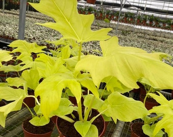 Philodendron Warscewiczii Aurea : Indoor Plants - Easy Care
