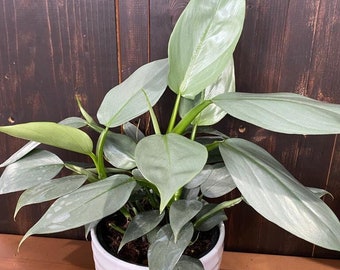 Philodendron Hastatum 'Silver Sword' **** RARE FIND ****