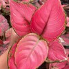 Aglaonema Red King : Indoor Plants Easy Care Houseplant Starter Plant ...