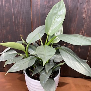 Philodendron Hastatum 'silver Sword' **** RARE FIND **** - Etsy Finland