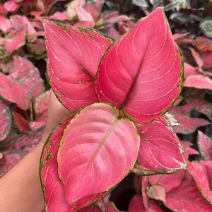 Aglaonema Chinese Evergreen "Geely Red"